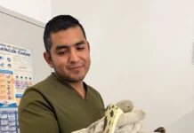 Rescatan fauna silvestre en El Marqués; un cacomixtle continúa en recuperación